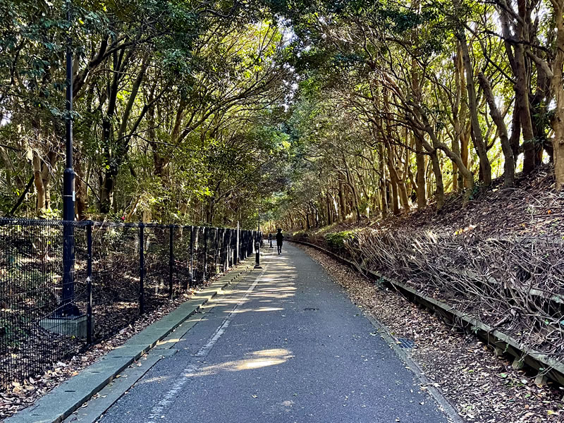 谷津干潟自然観察センターへ至る小径の風景