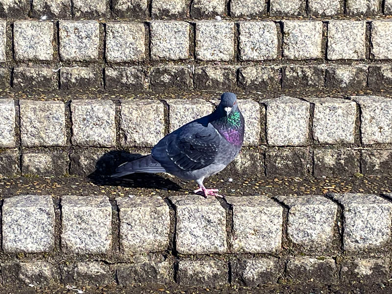 船橋港親水公園 日光浴中のハト