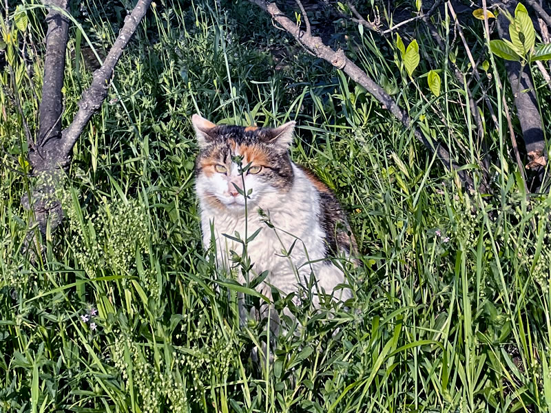 船橋港親水公園 茂みの中の野良猫