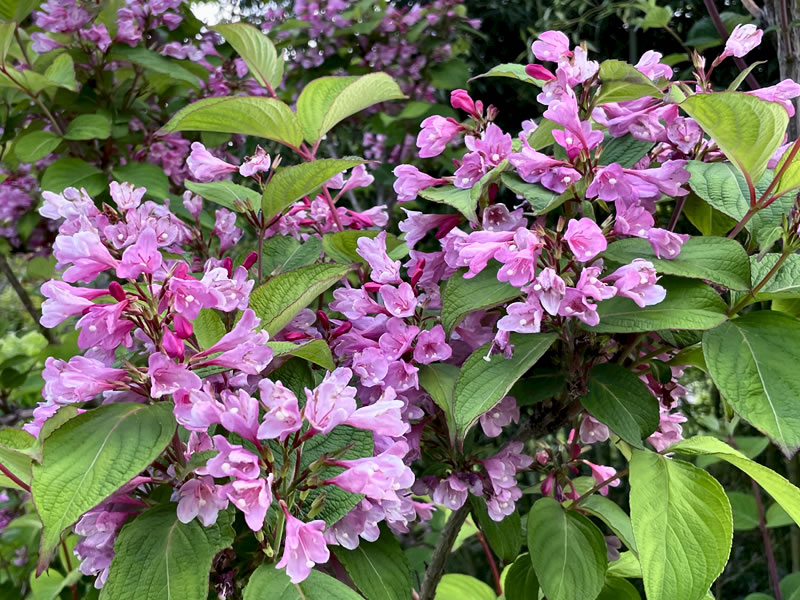向島百花園に咲くタニウツギ
