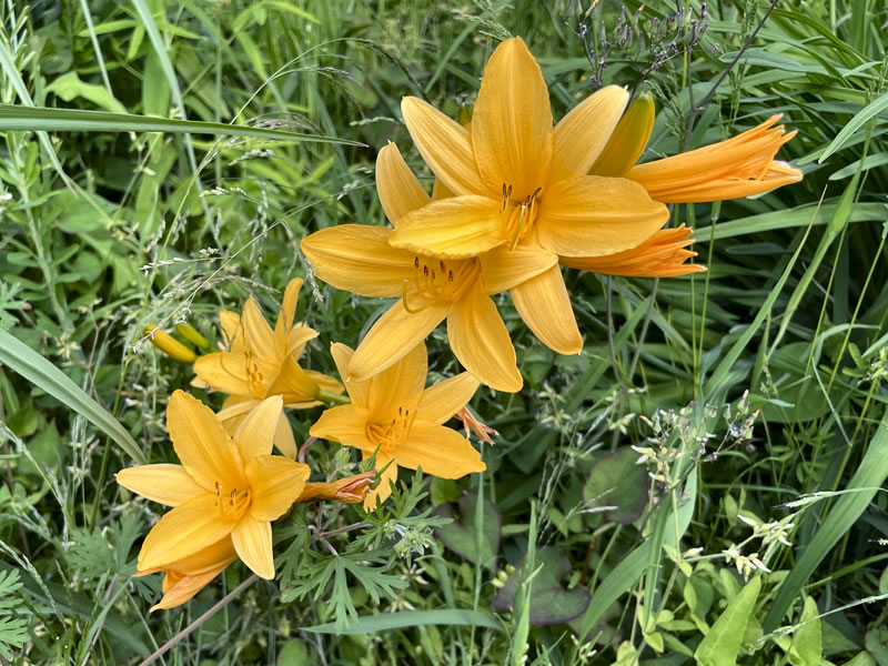 向島百花園に咲くニッコウキスゲ
