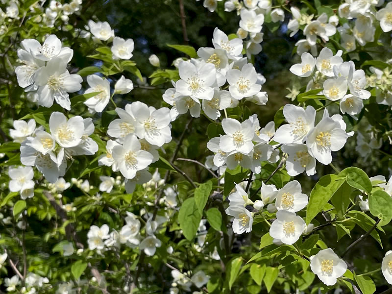 向島百花園に咲くバイカウツギ