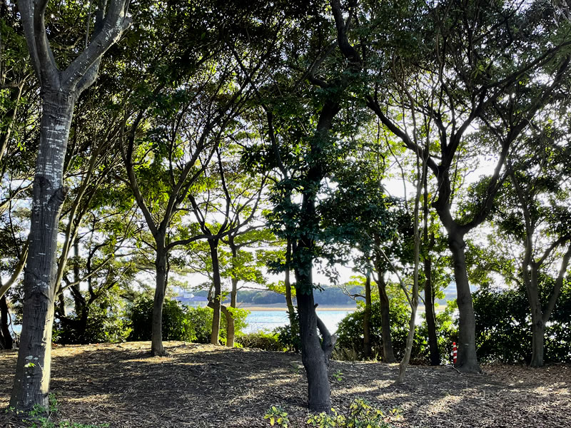 谷津公園から見た干潟