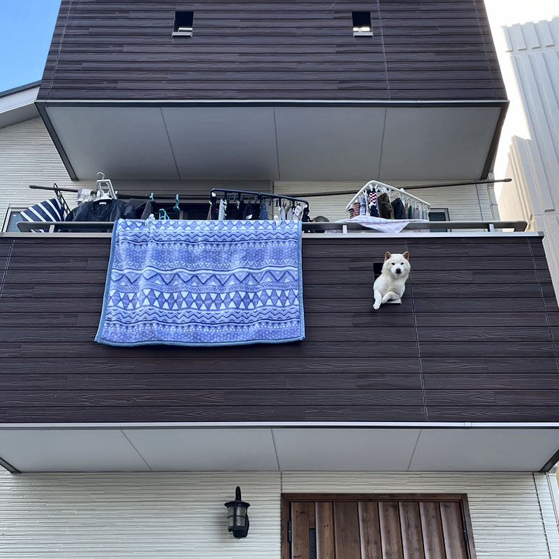 家の二階のベランダの穴から身を乗り出す白い犬
