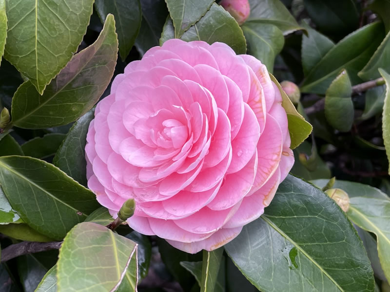 散歩道に咲いているオトメツバキ（乙女椿）