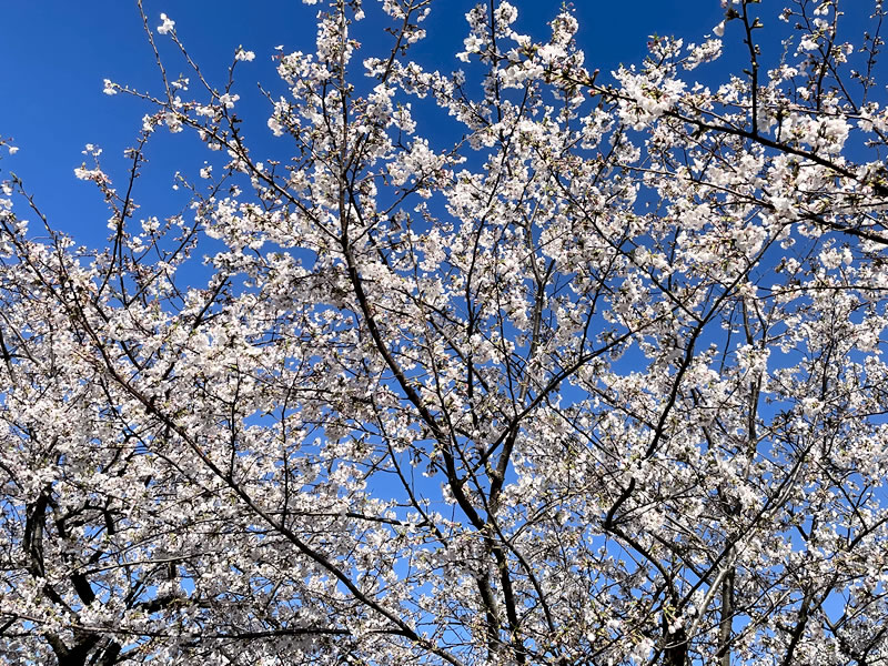 近所の八分咲きの桜