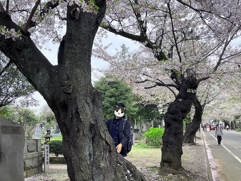 谷中霊園 さくら通りの桜並木と私