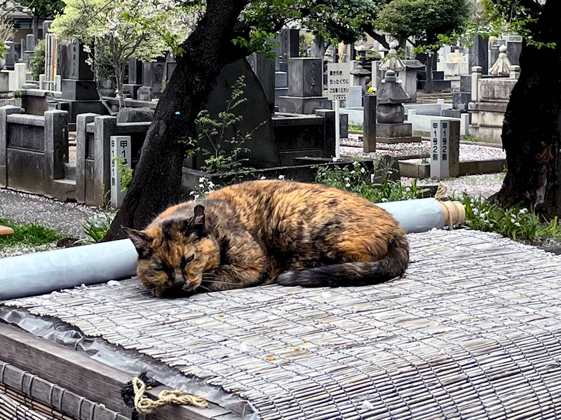 谷中霊園 さくら通りで眠る猫