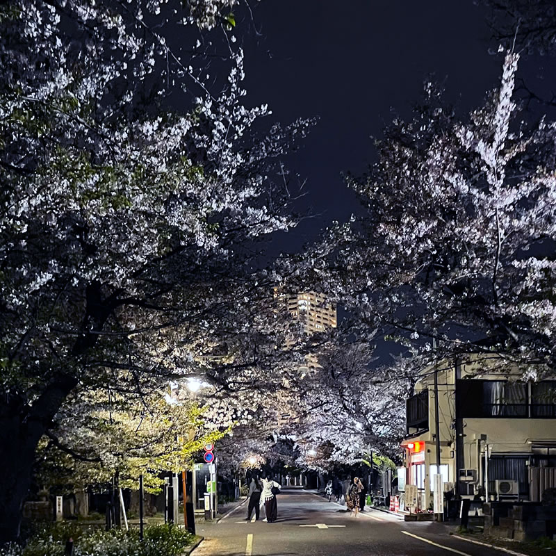 谷中霊園の夜景