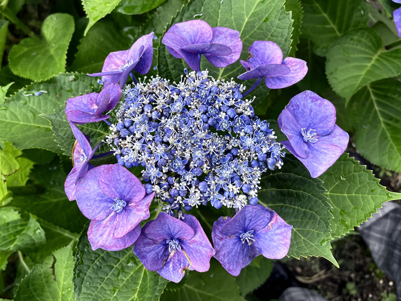 紫陽花（ブルースカイ）