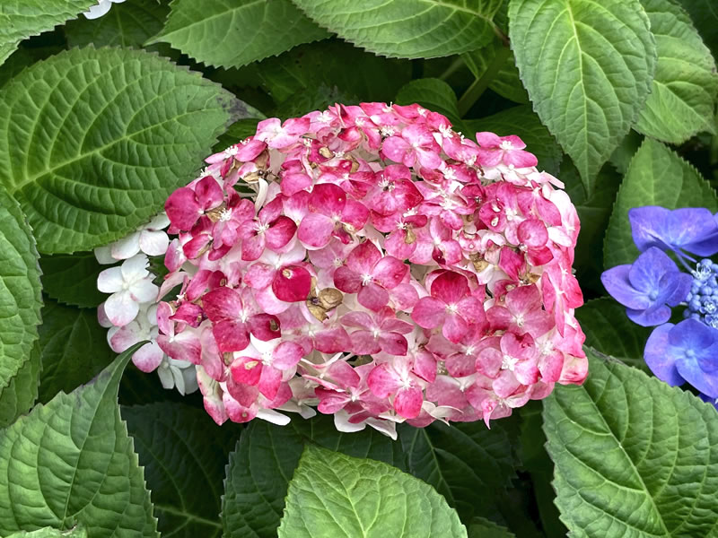 紫陽花（白寿紅）